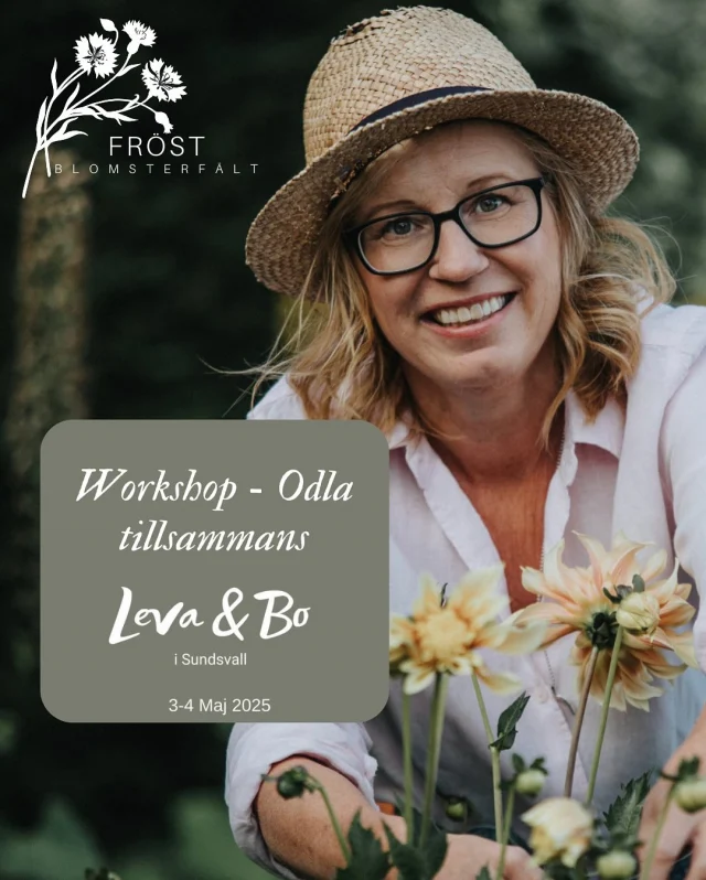 O D L A  T I L L S A M M A N S
I samarbete med @impecta.se och @granngarden.sundsvall 

Det är ju så roligt att få dela med sig! Därför kommer jag idag att helt GRATIS bjuda in till workshop kl 11 och kl 14 i min monter på @levaochbomassan 👩‍🌾🤎🌼

I samband till workshopen kan ni köpa min odlingspåse med alla fröerna som du behöver för årets bukettodling. I påsen ligger även en odlingsguide och ett säsongskort till odlingen. 

Låt oss odla tillsammans i år👩‍🌾🤎🌼