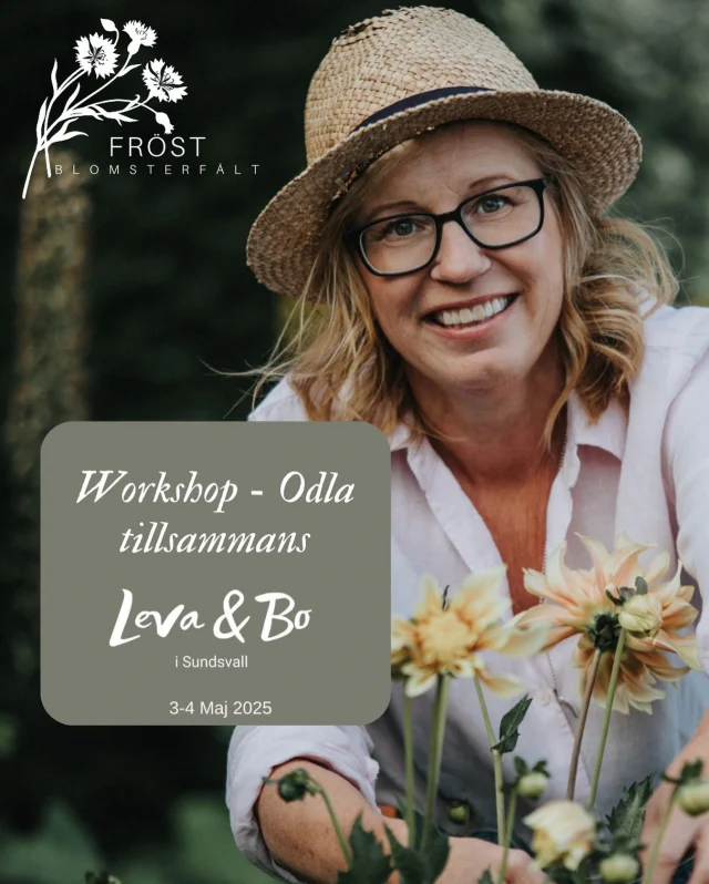 I samarbete med @impecta.se och @granngarden.sundsvall 

Odla tillsammans på @levaochbomassan 
Vill du lyckas med att odla snittblommor? Lära dig tips och tricks för att kunna skörda på liten yta från juni till det att frosten kommer?

Boka in dig på workshop under mässan. Vi går igenom alla steg i att odla just nu. Dessutom får du med dig en välfylld kasse med alla fröer du behöver för att skörda blommor ända in till frosten och säsongskort på Blomsterfältet på Fröst. Till ett värde 589kr

Lördag kl 11.00 & 14.00
Söndag kl 11.00 & 14.00

Begränsat med biljetter (295kr/pers) så boka din plats redan nu. Länk i biografin.